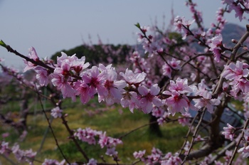 �I�̐�s���R�� ��