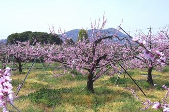 �I�̐�s���R�� ��