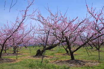 �I�̐�s���R�� ����