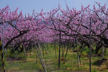 �I�̐�s���R�� ����