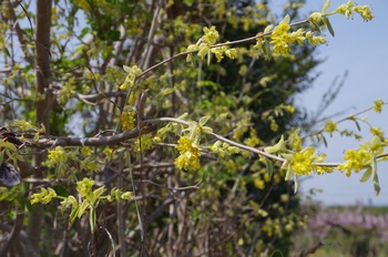 �I�̐�s���R�� �g�T�~�Y�L