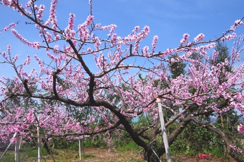 �I�̐�s���R�� ���̖�