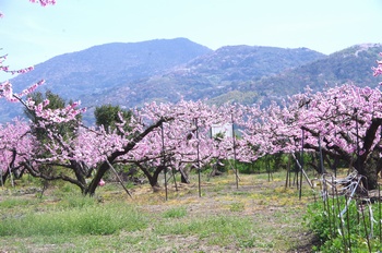 �I�̐�s���R�� ����