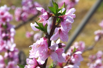 �I�̐�s���R�� ��