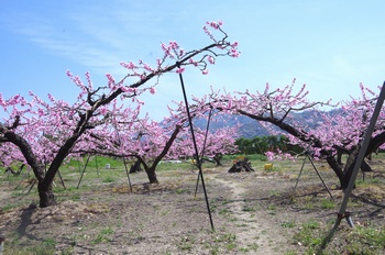 �I�̐�s���R�� ����