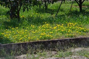 �I�̐�s���R�� �^���|�|