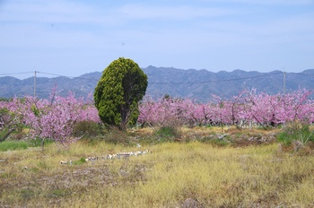 �I�̐�s���R�� ����