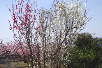 �I�̐�s���R�� �n�i����