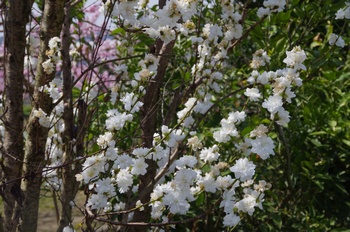 �I�̐�s���R�� �n�i����