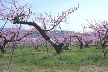 �I�̐�s���R�� ����