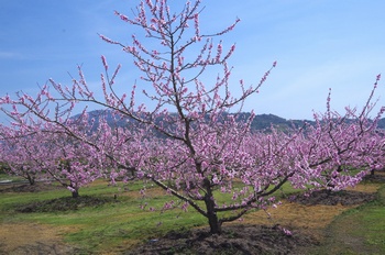 �I�̐�s���R�� ����