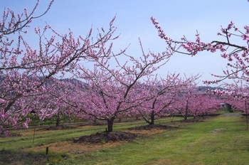 �I�̐�s���R�� ����