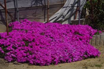 �I�̐�s���R�� �V�o�U�N��