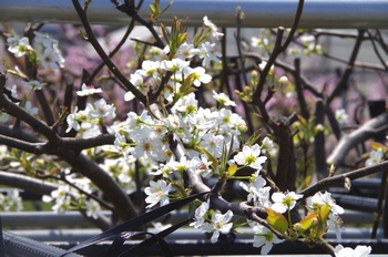 �I�̐�s���R�� �����S�H