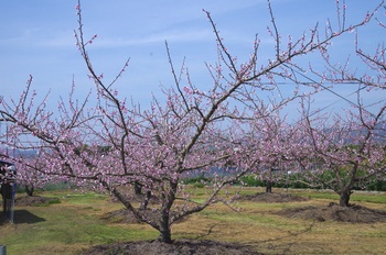 �I�̐�s���R�� ����