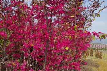 �I�̐�s���R�� �x�j�o�i�g�L���}���T�N