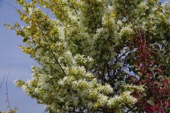 �I�̐�s���R�� �V���o�i�g�L���}���T�N