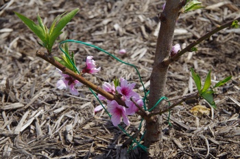 �I�̐�s���R�� ���̖�