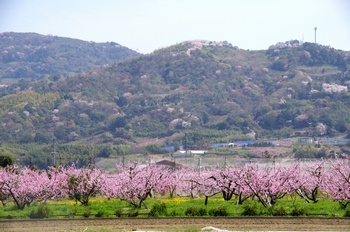 �I�̐�s���R�� ����