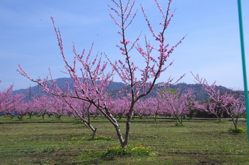 �I�̐�s���R�� ����