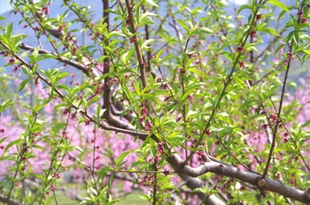 �I�̐�s���R�� ���̖�