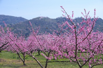 �I�̐�s���R�� ����