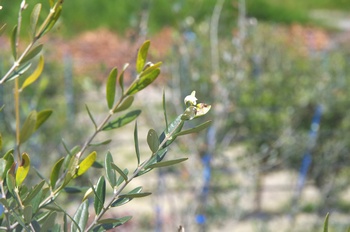 �I�̐�s���R�� �I���[�u��