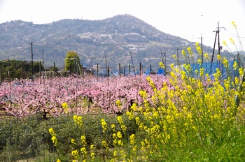 �I�̐�s���R�� �Z�C���E�J���V�i