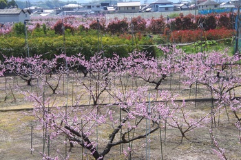 �I�̐�s���R�� ����