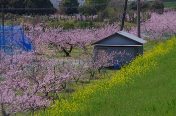 �I�̐�s���R�� ����