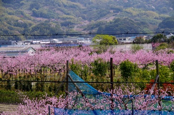 �I�̐�s���R�� ����