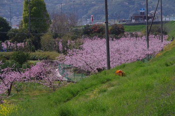 �I�̐�s���R�� ����