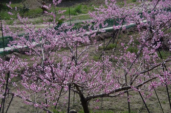 �I�̐�s���R�� ����