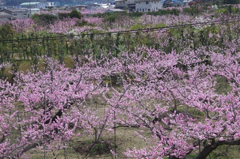 �I�̐�s���R�� ����