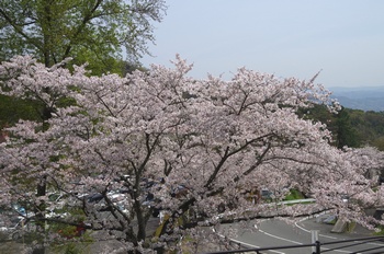 ��o�s�ΉԌ��� ��