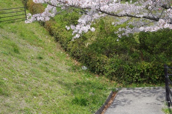 ��o�s�ΉԌ��� ��