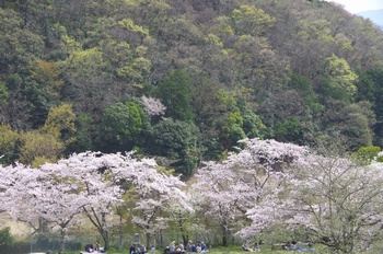 ��o�s�ΉԌ��� ��