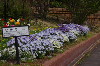 ��o�s�ΉԌ��� �r�I��