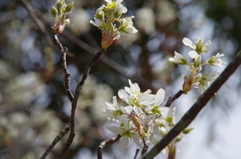 ��o�s�ΉԌ��� �W���[���x���[