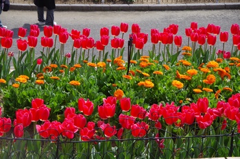 ��o�s�ΉԌ��� �`���[���b�v