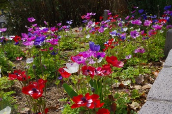 ��o�s�ΉԌ��� �A�l���l