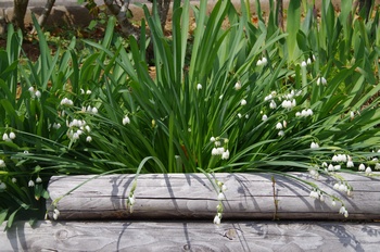 ��o�s�ΉԌ��� �X�m�[�h���b�v