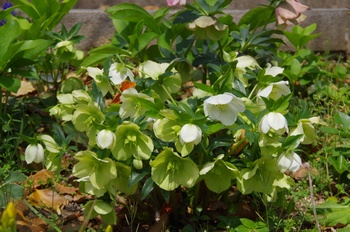 ��o�s�ΉԌ��� �x�S�j�A