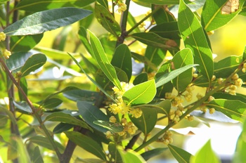 ��o�s�ΉԌ��� ���j��