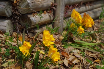 ��o�s�ΉԌ��� �t���[�W�A