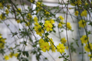 ��o�s�ΉԌ��� �E���i���I�E�o�C