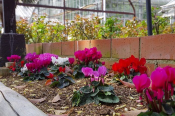 ��o�s�ΉԌ��� �V�N������