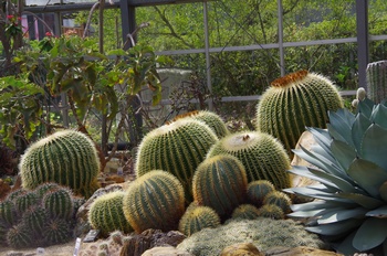 ��o�s�ΉԌ��� �T�{�e��