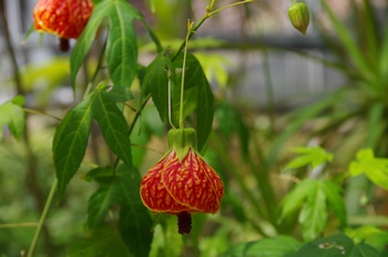 ��o�s�ΉԌ��� �A�u�`����