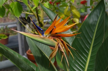 ��o�s�ΉԌ��� �S�N���N�`���E�J